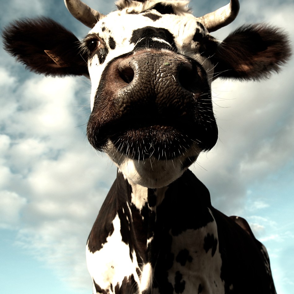 One of a series of bovine portraits